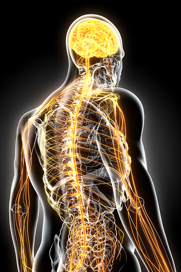 3D illustration of a human nervous system. Get a pain management consultation from ProCare Wellness Institute in Savannah.